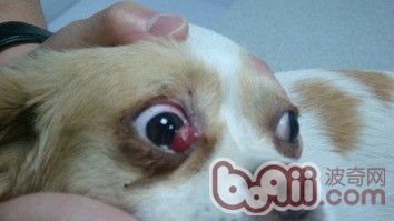 狗狗得了犬第三眼睑增生的症状及诊治 