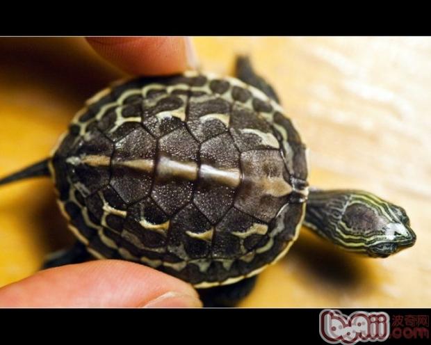 中华花龟品种知识分享（图）