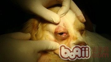 狗狗得了犬第三眼睑增生的症状及诊治 