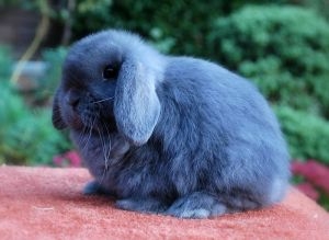 英国垂耳兔的品貌特征