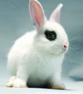 侏儒海棠兔的基本特征