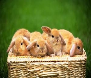 夏季繁育兔兔需要注意的事项