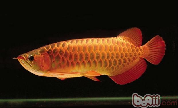 非疾病性的龙鱼问题对策 非疾病性的龙鱼问题对策