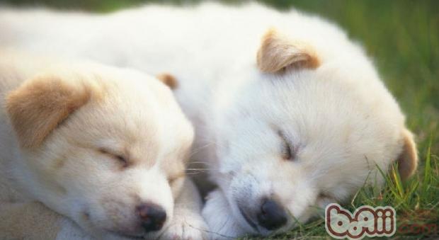 狗狗的睡眠习惯是怎么养成的