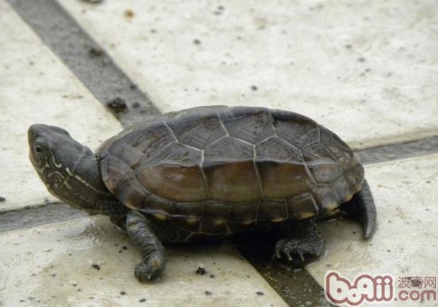 中华花龟的习性与饲养知识