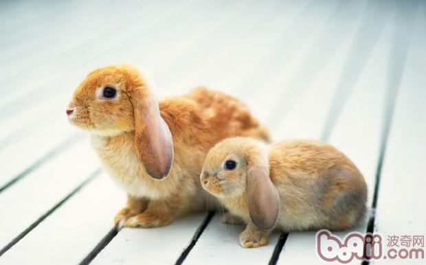 关于兔兔的孕育小知识 