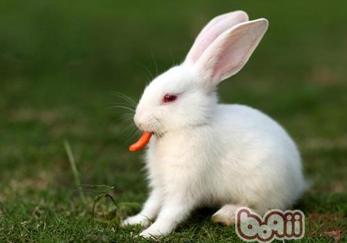 宠物兔兔吃饭也要养成规律