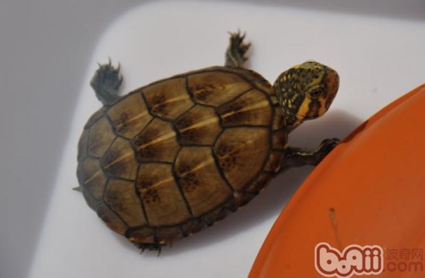 蛋龟之果核泥龟的介绍