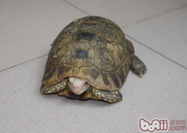 给生病龟龟喂药的办法
