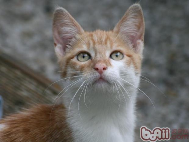 如何训练猫咪取回物品