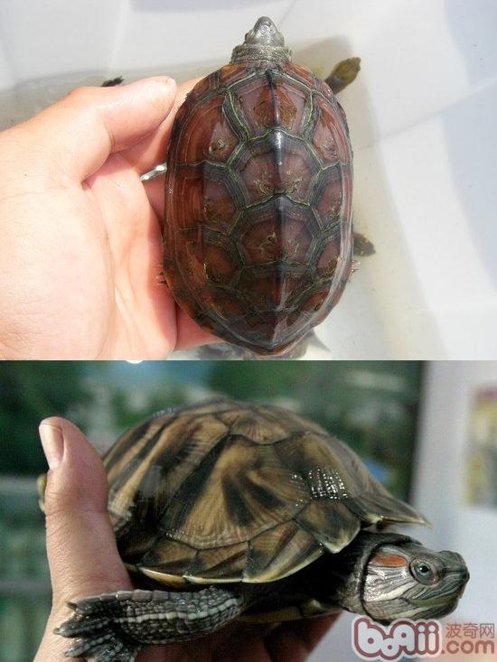 如何区分草龟与巴西龟