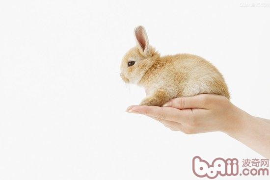 如何跟新兔子培养感情 