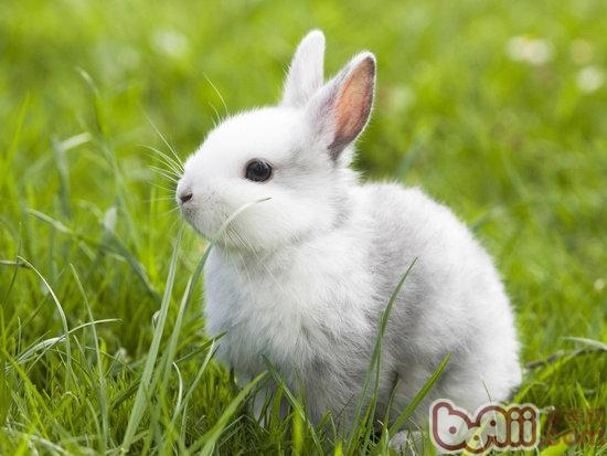 夏季提高幼兔成活率的措施 