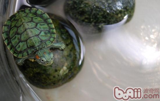 巴西龟喜欢吃的食物有哪些