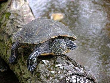 家养乌龟到底能活多长时间
