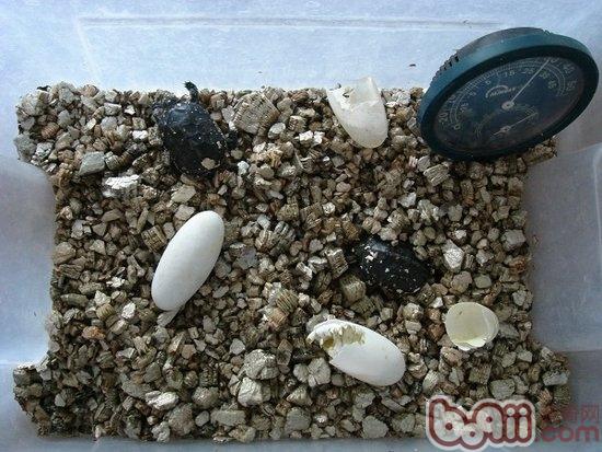 龟蛋孵化天数与积温的关系