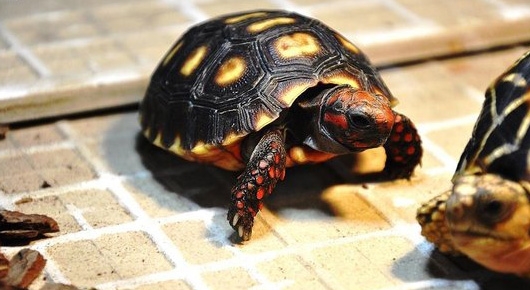 龟龟冬眠后死亡引起的思考