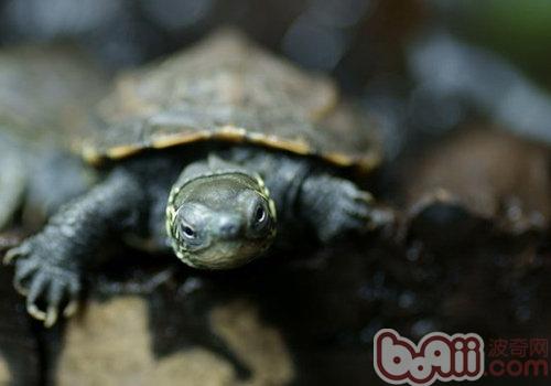 草龟喜欢吃哪些食物