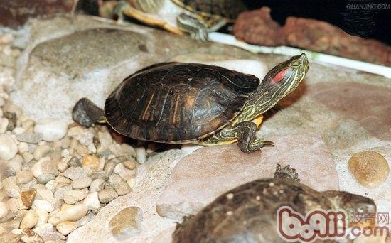 龟龟隔离期的护理方法