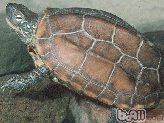 挑选优质草龟的方法