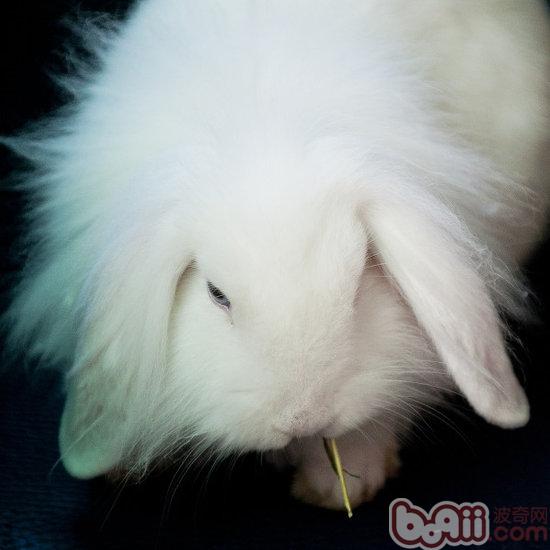 哺乳期母兔的飼養注意補料 