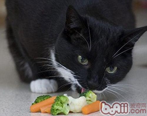 猫可不可以吃水果