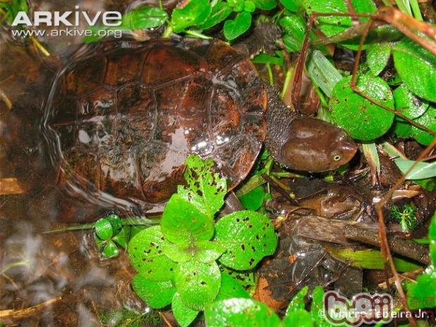 龟的烂甲腐甲的处理和对策