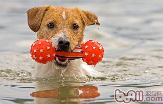 让狗狗成为游泳健将的办法