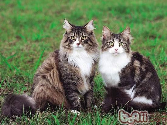 如何训练挪威森林猫在地上打滚