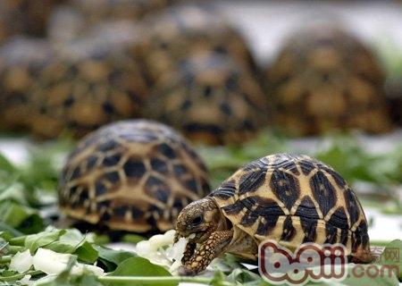 饲养印度星龟常见的四大问题