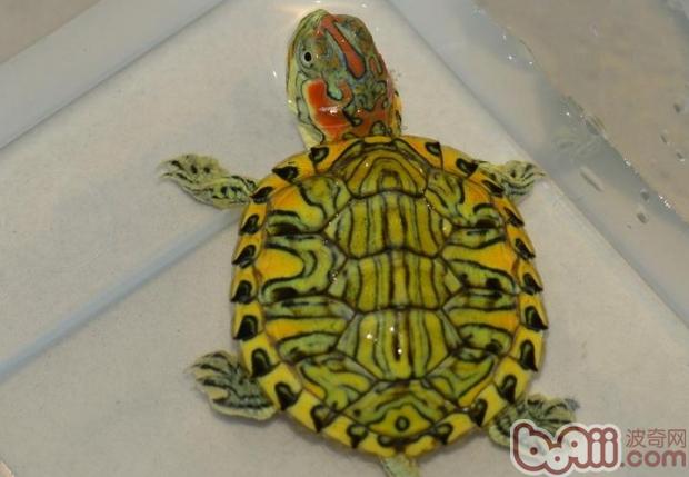 养巴西龟水位不应超过龟壳