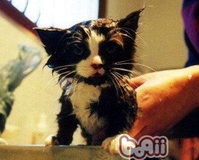 打疫苗前是否可以给猫咪洗澡