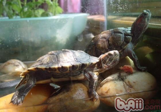 彩色龟孵化的性别取决于周围温度