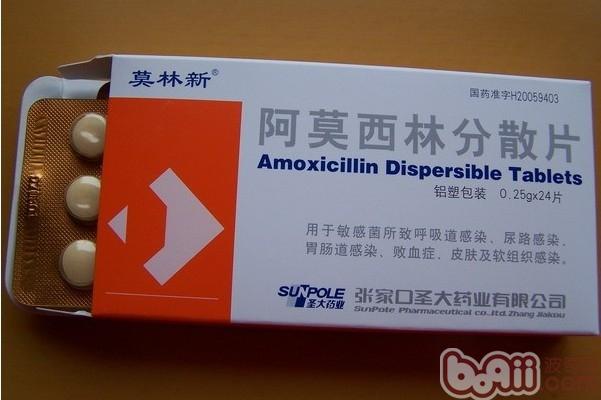 阿莫西林在宠物龟疾病中的应用