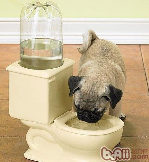 夏天狗狗补充水份很重要