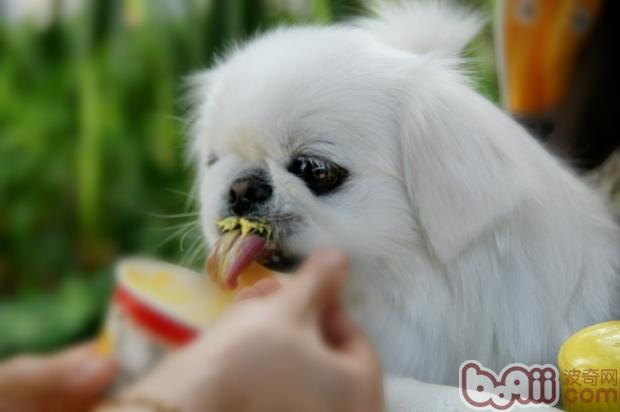 夏天狗狗能吃冰冷的食物吗