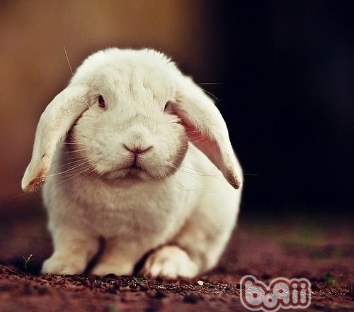 五种秘方让兔兔长胖