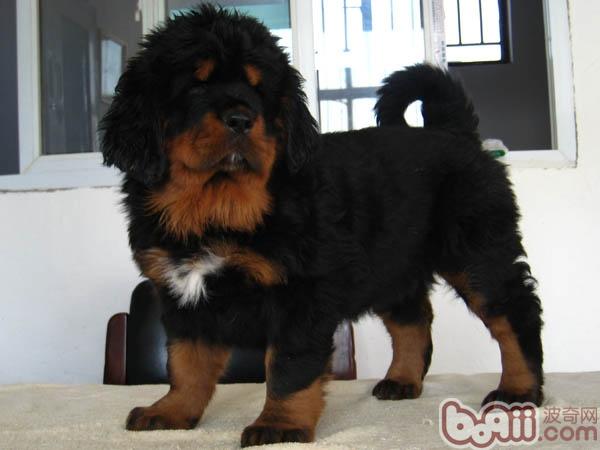 日常生活中毒狗狗的急救知识|狗狗常见病-波奇