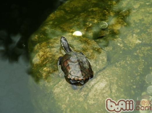 龟龟患上呼吸道疾病症状