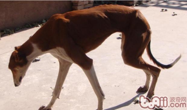 关于灵缇犬的资料介绍