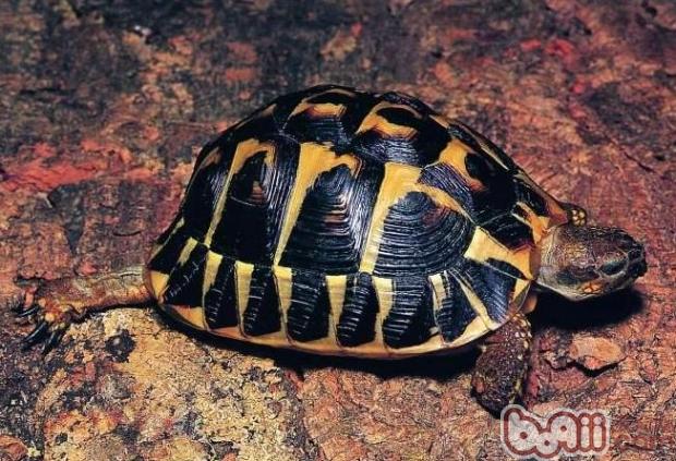 关于野生龟驯化的简单介绍