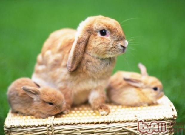 兔子的怀孕期有多长