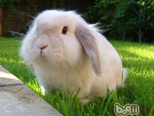 兔兔吃食气管堵塞的症状