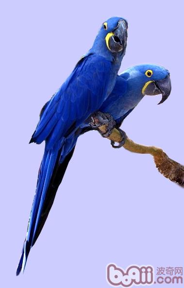 紫蓝鹦鹉饲养繁殖注意点