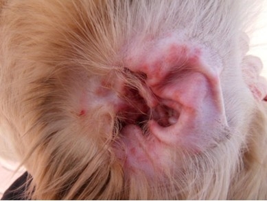 犬猫耳部的日常护理