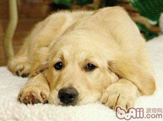 犬的分离焦虑症的原因及治疗 狗狗常见病 波奇网百科大全