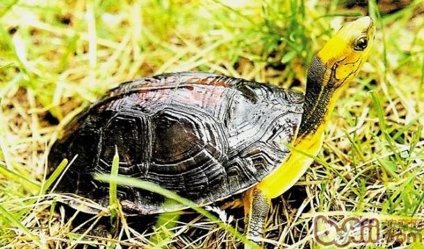 金头闭壳龟性成熟的判定