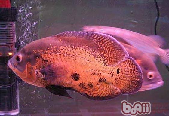 地图鱼的雌雄鉴别与繁殖|水族品种-波奇网百科