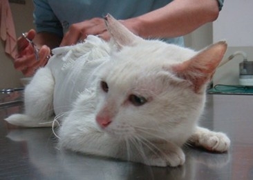 小母猫绝育注意事项|猫咪繁殖-波奇网百科大全