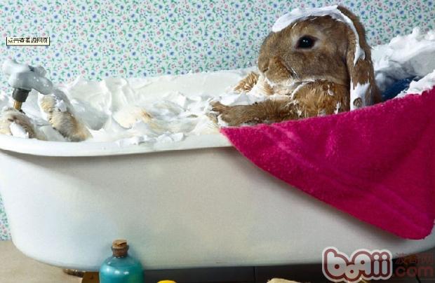 预防兔兔患上肠胃炎